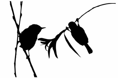 Sevimli küçük kuşlar. Vektör kuş ve dal. Beyaz arka plan. 