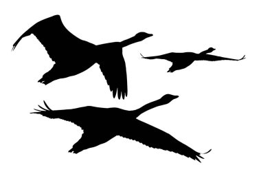 Uçan kuğular. Vektör kuş görüntüleri. Beyaz arka plan.