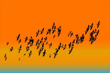 Uçan kuşlar. Vektör görüntüsü. Gün batımı arka planı.