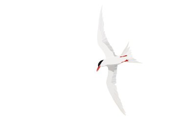 Uçan beyaz kuş. Ortak Tern. Sterna hirundo. Vektör görüntüsü.