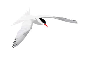 Uçan beyaz kuş. Ortak Tern. Sterna hirundo. Vektör görüntüsü.