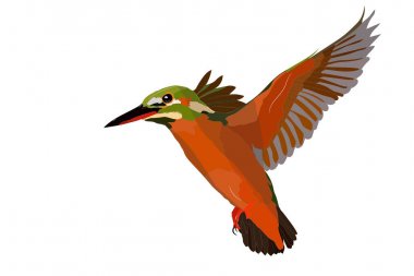 Sevimli renkli kuş Kingfisher. Gerçekçi vektör kuşu. Beyaz arka plan.