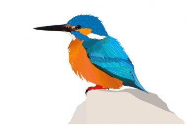 Sevimli kuş. Kingfisher. Renkli kuş. Vektör görüntüsü. Beyaz arka plan.