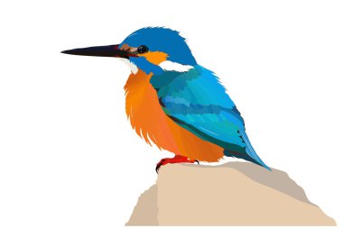 Sevimli kuş. Kingfisher. Renkli kuş. Vektör görüntüsü. Beyaz arka plan.