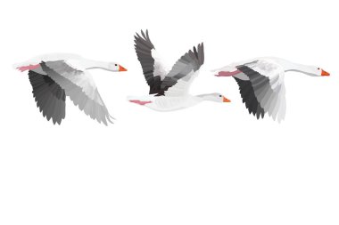 Flying bird. Greylag Goose. Vector image. White background. clipart