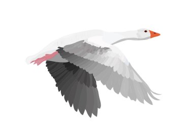 Uçan kuş. Greylag Kaz. Vektör görüntüsü. Beyaz arka plan.