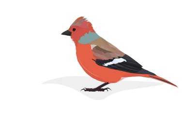 Sevimli Sıradan Chaffinch. Vektör görüntüsü. Beyaz arka plan. 