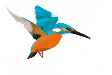 Cute colorful bird Kingfisher. Realistic vector bird. White background. clipart