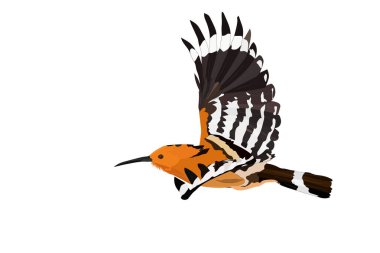Uçan sevimli kuşlar. Vektör görüntüsü. Kuş: Avrasya Hoopoe. Upupa epops. Beyaz arka plan.