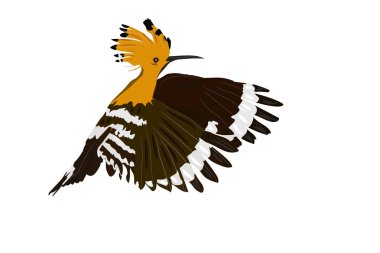 Uçan sevimli kuşlar. Vektör görüntüsü. Kuş: Avrasya Hoopoe. Upupa epops. Beyaz arka plan.