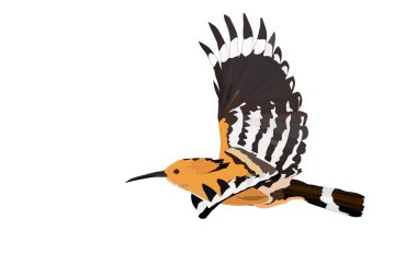 Uçan sevimli kuşlar. Vektör görüntüsü. Kuş: Avrasya Hoopoe. Upupa epops. Beyaz arka plan.
