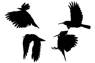 Uçan sevimli kuş. Vektör görüntüsü. Kuş: Avrasya Hoopoe. Upupa epops.