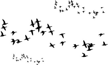 Uçan kuşlar. Soyut kuşlar. Beyaz arka plan. Özgürlük doğa arka plan.