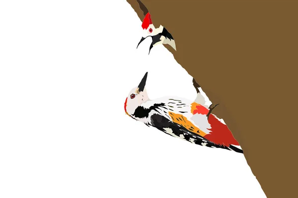 母亲木鸟和婴儿木鸟 矢量图像 白色背景 — 图库矢量图片