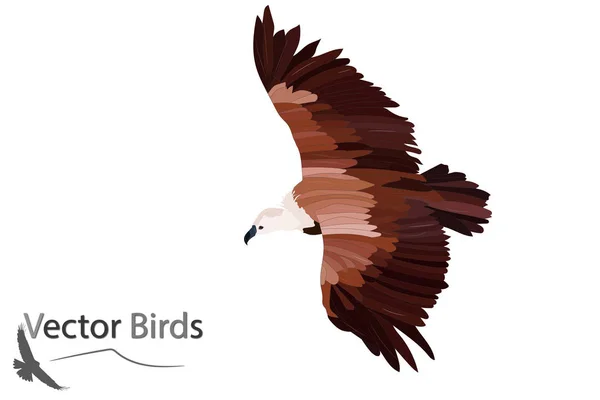 Flygande Vulture Griffon Vulture Vektorbild Vit Bakgrund — Stock vektor