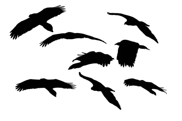 Abutres Voadores Imagens Vetoriais Aves Voadoras Abutres Fundo Branco — Vetor de Stock
