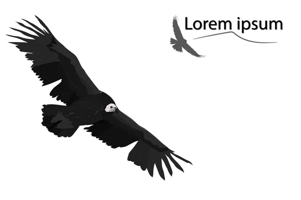 Flygande Vulture Cinereous Vulture Vektorbild — Stock vektor