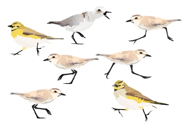 かわいい小鳥を歩く ベクトル画像セット 白い背景 — ストックベクタ