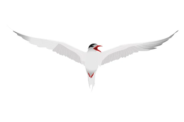 Uçan beyaz kuş. Ortak Tern. Sterna hirundo. Vektör görüntüsü.