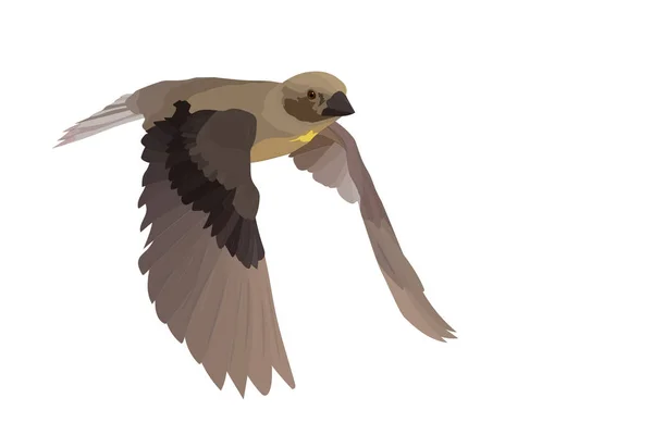 Sevimli Kuş Uçuyor Renkli Kuş Gerçekçi Vektör Görüntüsü Beyaz Arka — Stok Vektör
