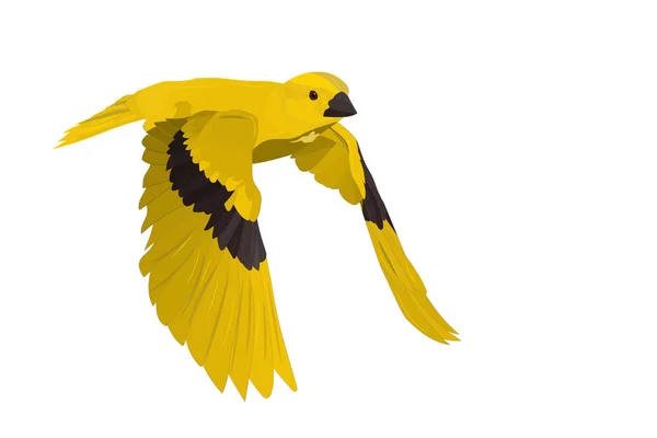 Ładny Latający Ptak Kolorowy Ptak Realistyczny Obraz Wektorowy Białe Tło — Wektor stockowy