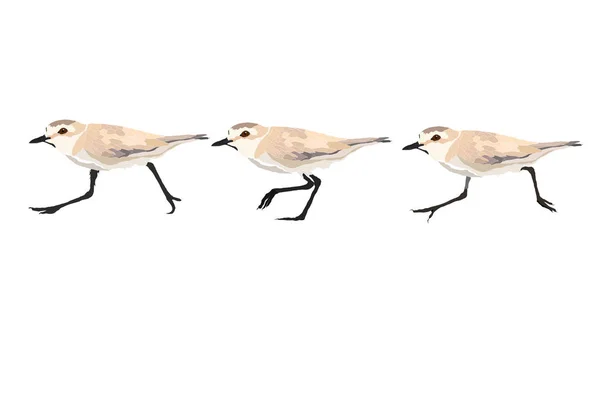 Pájaros Caminantes Lindo Pájaro Caminando Imagen Vectorial Fondo Blanco — Archivo Imágenes Vectoriales