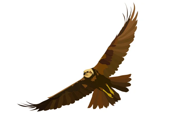 Pájaro Salvaje Volador Pájaro Presa Ataque Hawk Pájaro Vector Realista — Archivo Imágenes Vectoriales