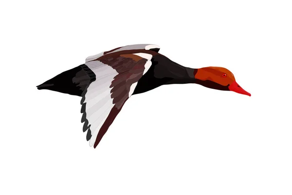 Vliegende Eend Vector Afbeelding Witte Achtergrond Eend Rode Kuif Pochard — Stockvector