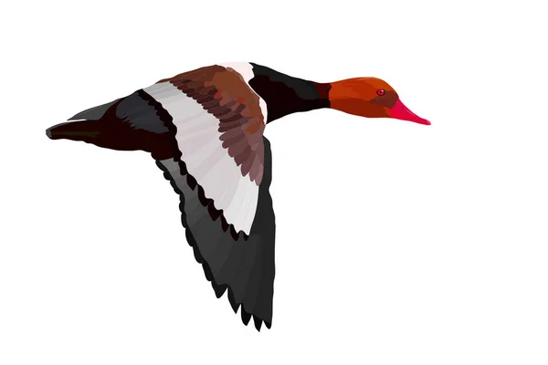 Uçan Ördek Vektör Görüntüsü Beyaz Arka Plan Ördek Kırmızı Tepeli — Stok Vektör