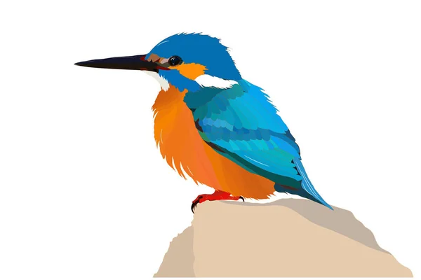 Lindo Pájaro Kingfisher Pájaro Colorido Imagen Vectorial Fondo Blanco — Archivo Imágenes Vectoriales