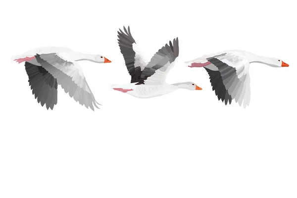 Flying Bird Greylag Goose Vector Image White Background — Stock Vector