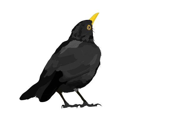 Pájaro Vector Pájaro Negro Común Imagen Vectorial Fondo Blanco — Archivo Imágenes Vectoriales