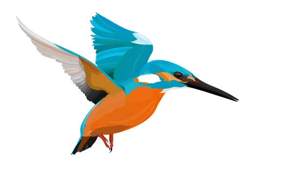 Lindo Pájaro Colorido Kingfisher Pájaro Vector Realista Fondo Blanco — Vector de stock