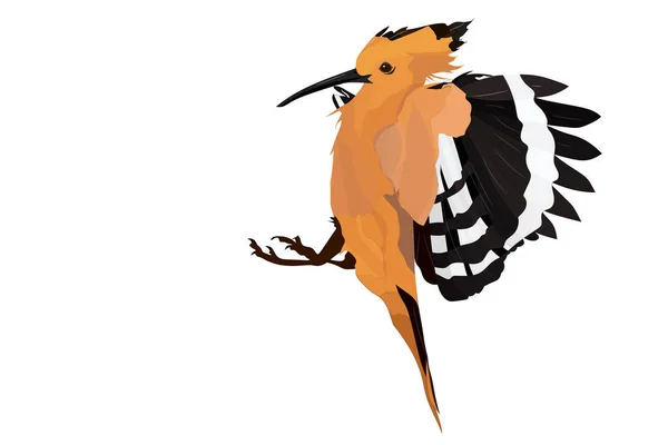 Vliegende Schattige Vogels Vector Afbeelding Vogel Euraziatische Hoopoe Upupa Epops — Stockvector