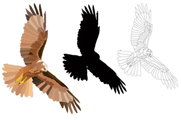 Uçan Vahşi Kuş Yırtıcı Kuş Şahin Saldırısı Gerçekçi Vektör Kuşu — Stok Vektör