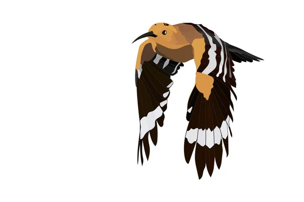 Voando Pássaros Bonitos Imagem Vetorial Pássaro Hoopoe Eurasiático Upupa Epops —  Vetores de Stock