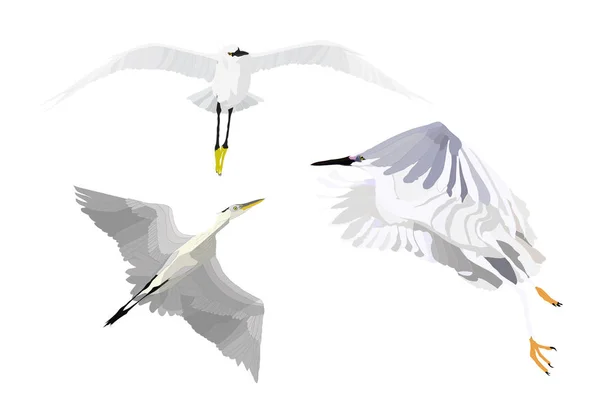 Fliegender Reiher Vektorbilder Weißer Hintergrund — Stockvektor
