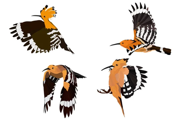 Vliegende Schattige Vogels Vector Afbeelding Vogel Euraziatische Hoopoe Upupa Epops — Stockvector