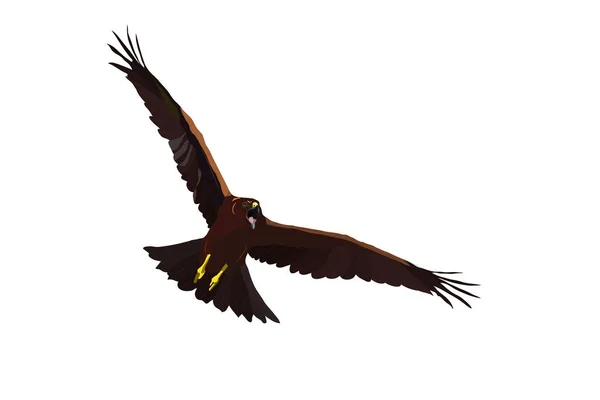 Pássaro Selvagem Voador Pássaro Rapina Ataque Hawk Pássaro Vetorial Realista —  Vetores de Stock