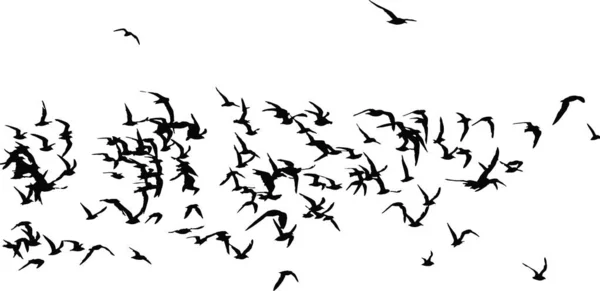 Des Oiseaux Volants Des Oiseaux Abstraits Fond Blanc Liberté Nature — Image vectorielle