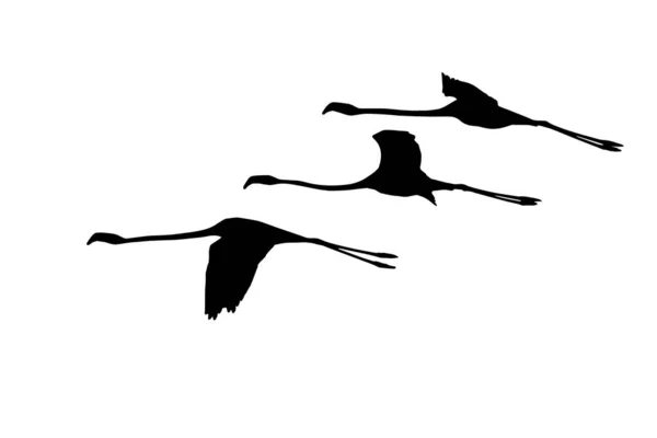 Flamingos Voadores Aves Vectoras Fundo Branco — Vetor de Stock