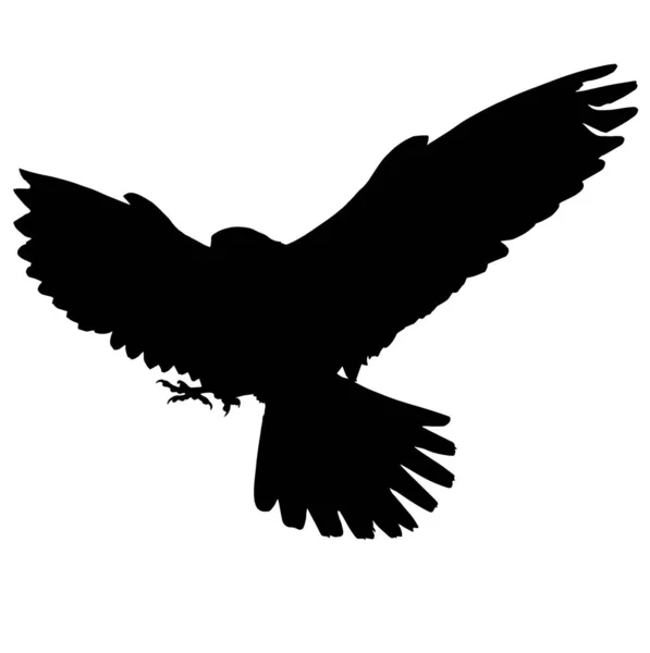 Vektorfalkenvogel Vektor Vögel Bild Weißen Hintergrund — Stockvektor