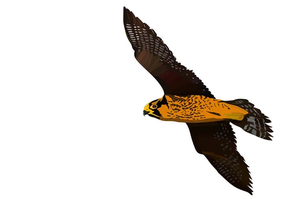 Flygande Falk Vektorbild Fågel Pilgrimsfalk Falco Peregrinus — Stock vektor