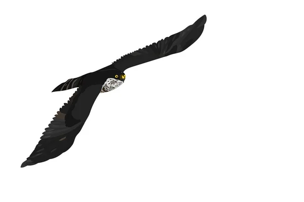 Fliegender Falke Vektorbild Weißer Hintergrund — Stockvektor