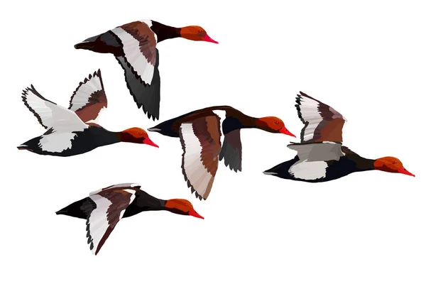 Uçan Ördek Vektör Görüntüsü Beyaz Arka Plan Ördek Kırmızı Tepeli — Stok Vektör