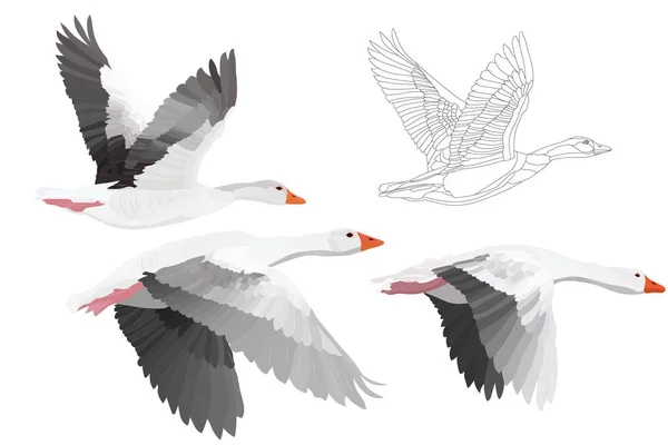 Uçan kuş. Greylag Kaz. Vektör görüntüsü. Beyaz arka plan.