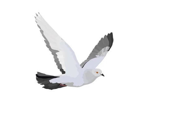 Oiseau Volant Colombe Image Vectorielle Fond Blanc — Image vectorielle