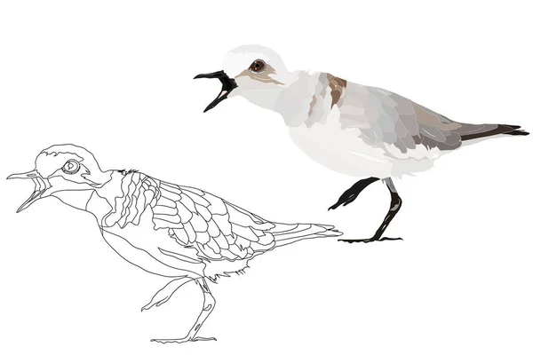 Zingende Vogel Vector Afbeelding Witte Achtergrond — Stockvector