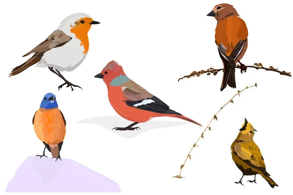 Красочные Милые Птицы Векторные Изображения Белый Фон — стоковый вектор