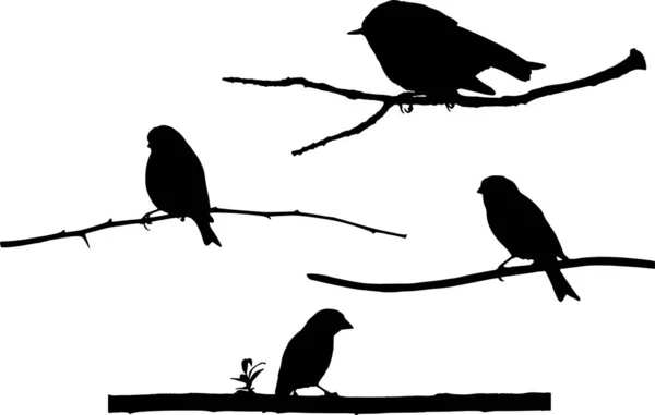 Милые Маленькие Птички Векторная Птица Ветка Белый Фон — стоковый вектор